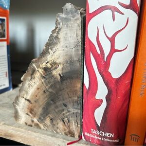 Petrified wood bookend